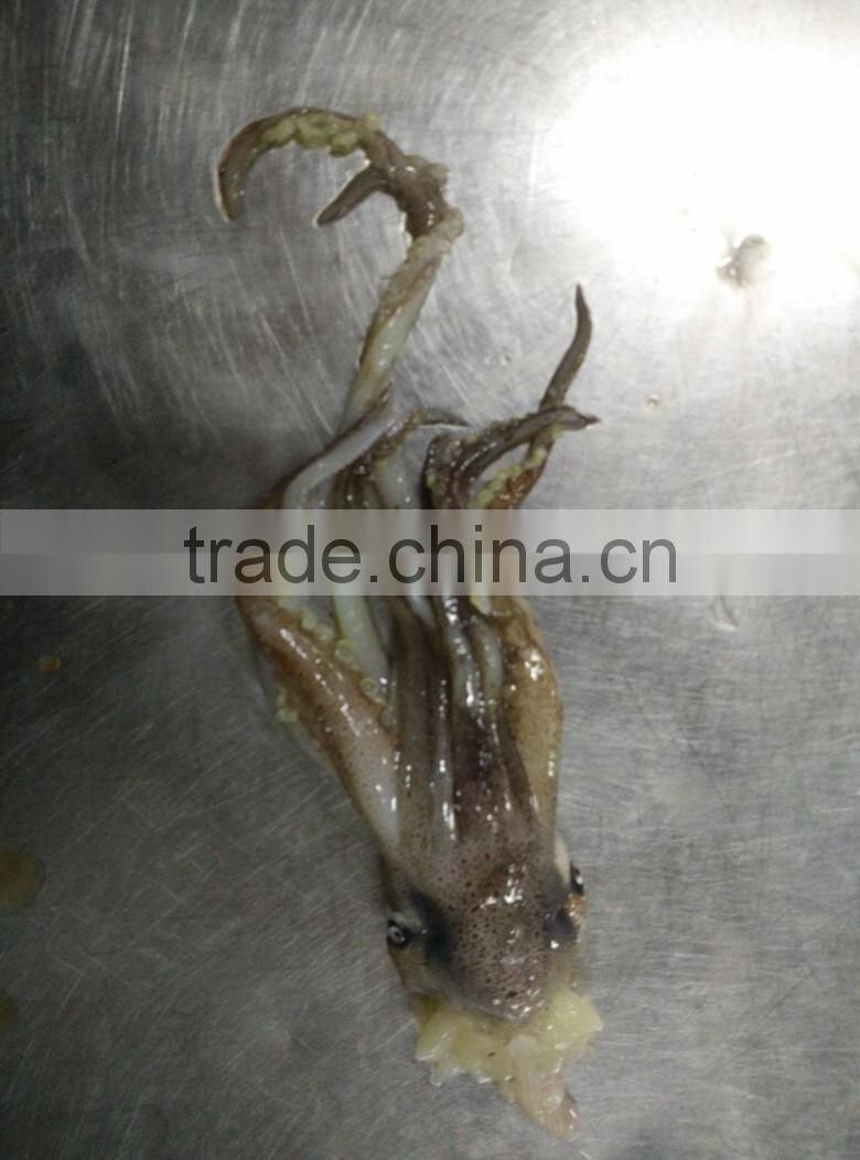 Frozen Squid Head/Tentacles