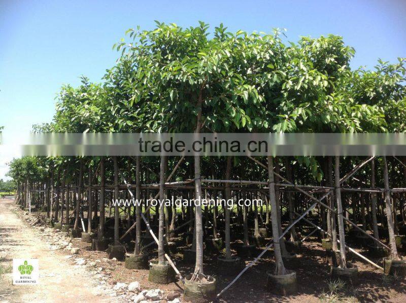 Ficus Altissima landscaping plants for tropical area