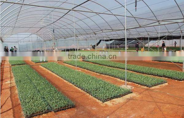 vegetable production greenhouse china