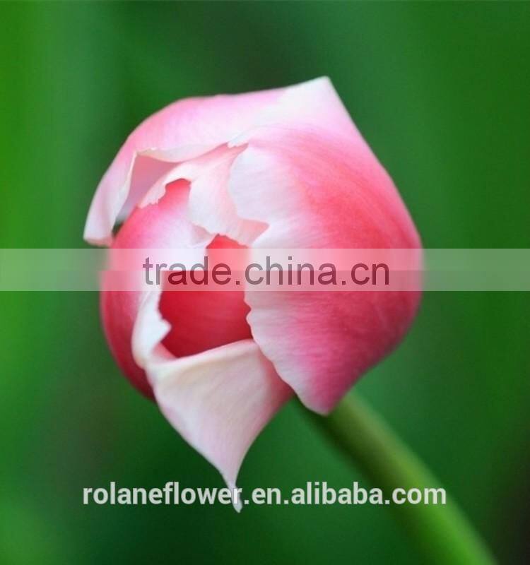 names of flowers large head bright pink tulip used for decoration