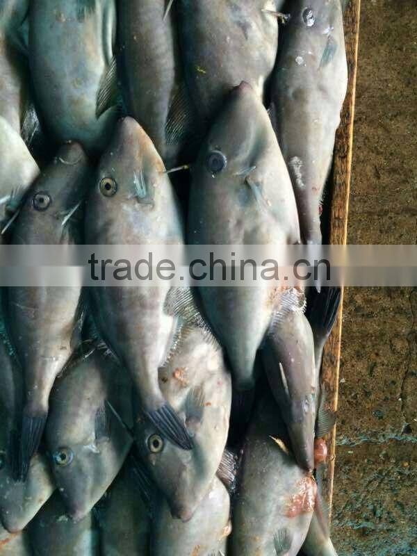 frozen leather jacket fish