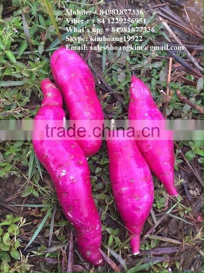 Export fresh sweet potato bulk
