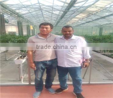 Hot sale 9.6m multi-span agriculture glass greenhouse grow tent for planting