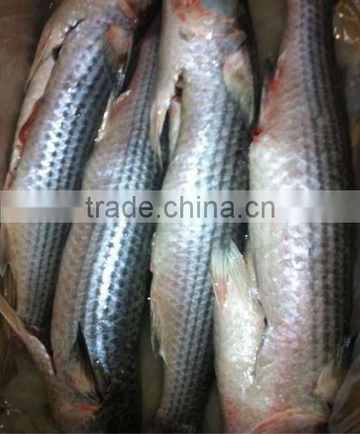 anguilla bicolor mullet
