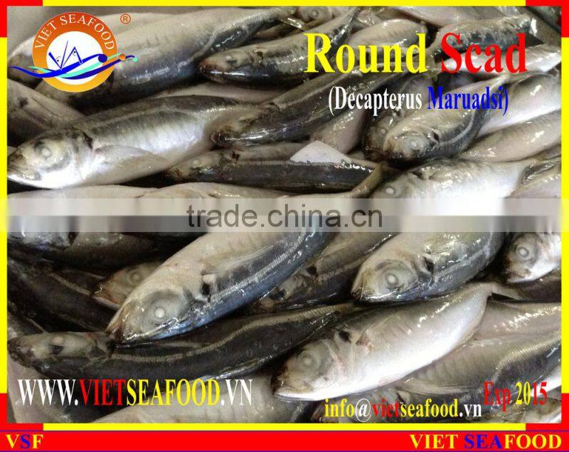 FROZEN MARUADSI (ROUND SCAD)