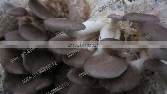 mushroom packaging machine mushroom bagger mushroom bag packing machine