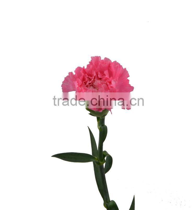 New deep pink carnation flower decorating