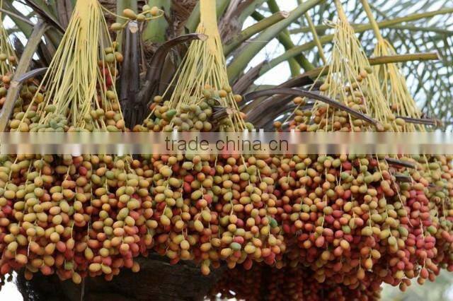 date palm / jujube cleaning, sorting, drying production line