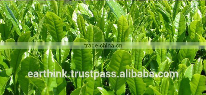 Japanese organic green tea powder can/Japanese green tea /organic green tea powder