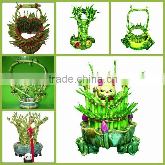 basket shaped lucky bamboo air bonsai tree dracaena sanderiana indoor aquatic feng shui plants nursery garden decoration