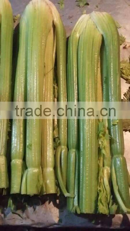 Fresh celery for sale good quality