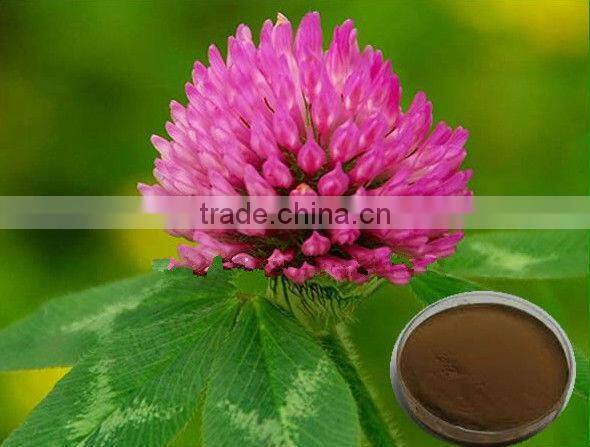 GMP Manufacturer Supply Red Clover Flower Extract