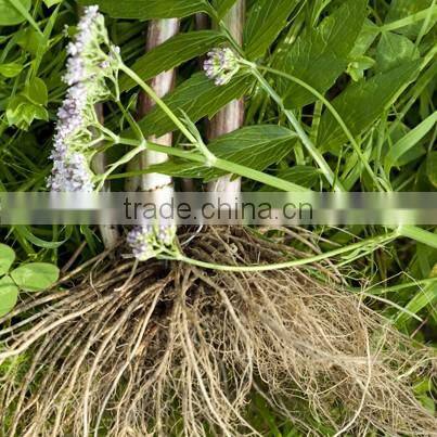 Valerian Root Extract Soft Vegetable Capsules Vital Food Supplement Natural Sleeping Pills ...