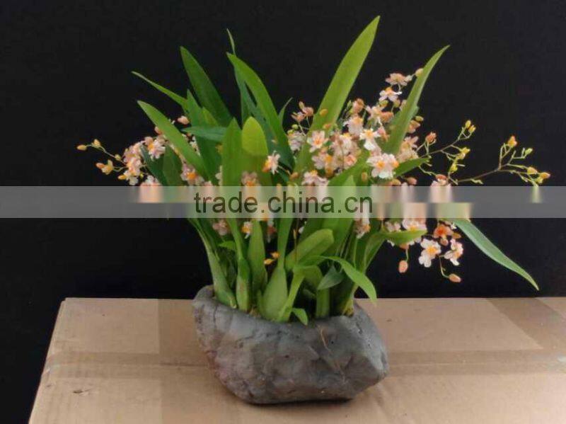 Oncidium orchid