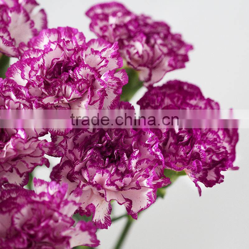 Wholesale fresh carnation cut flower prices