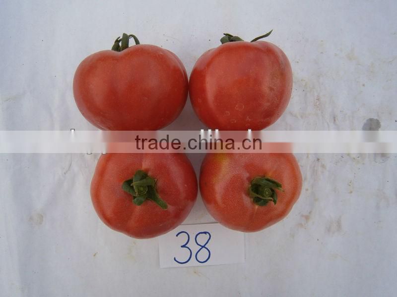 ZhongYan 998 Pink Large Fruit Tomato Seeds