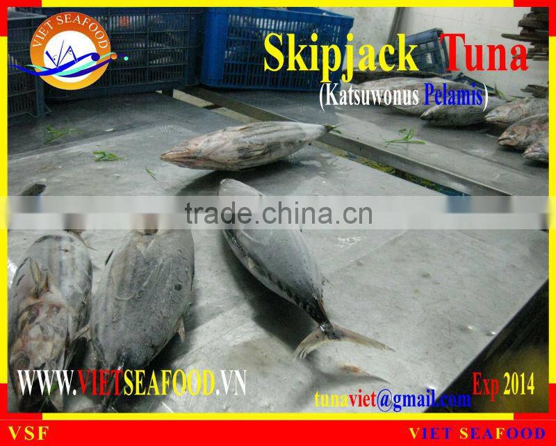 FROZEN SKIPJACK TUNA W/R