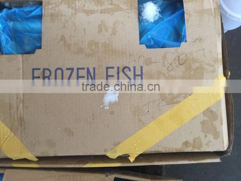 Land frozen fresh BQF size 100-200g pacific mackerel ( scomber japonicus )