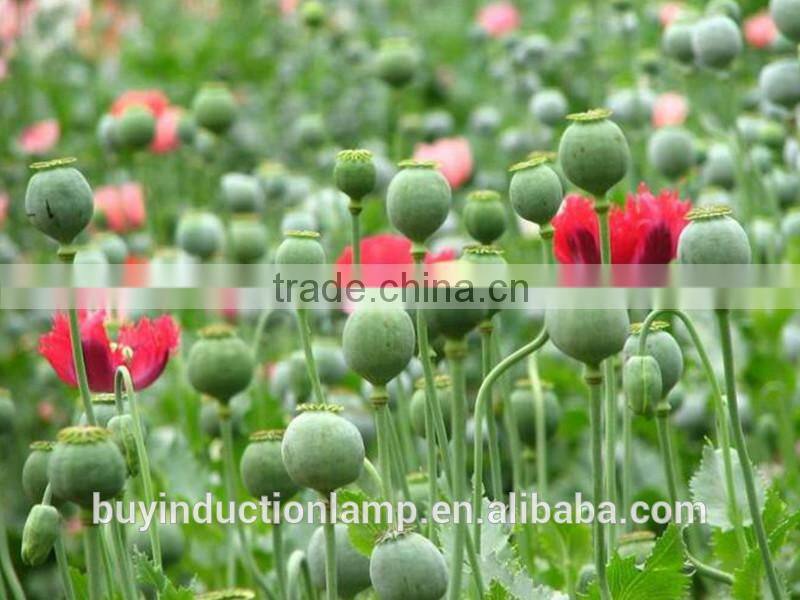 red and blue color induction vegetative grow lamps