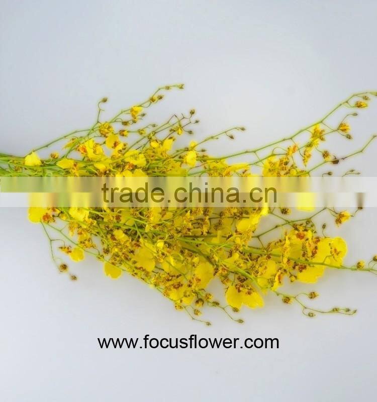 Perennial Plant Fresh Cut Yellow Holland Of Orchid From YUNNAN
