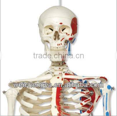 85cm Skeleton with Painted Muscles on Pelvic Mounted Base
