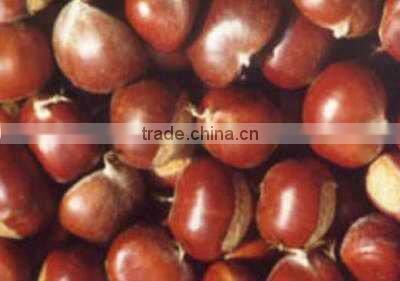 china fresh chestnut in shell