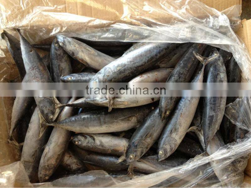 2016 frozen bonito 6-8pcs/kg for canned/market