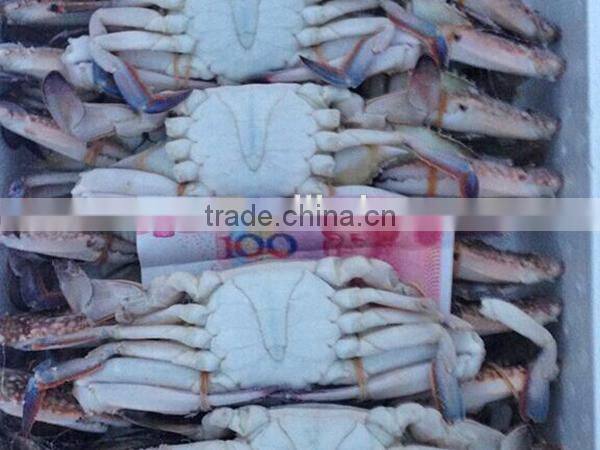 new frozen whole blue swimming crab wholesale frozen crab