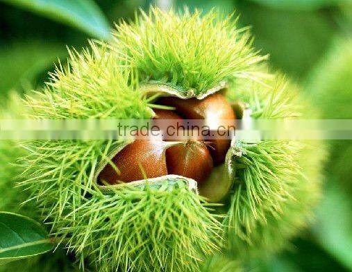 frozen peeled chestnut
