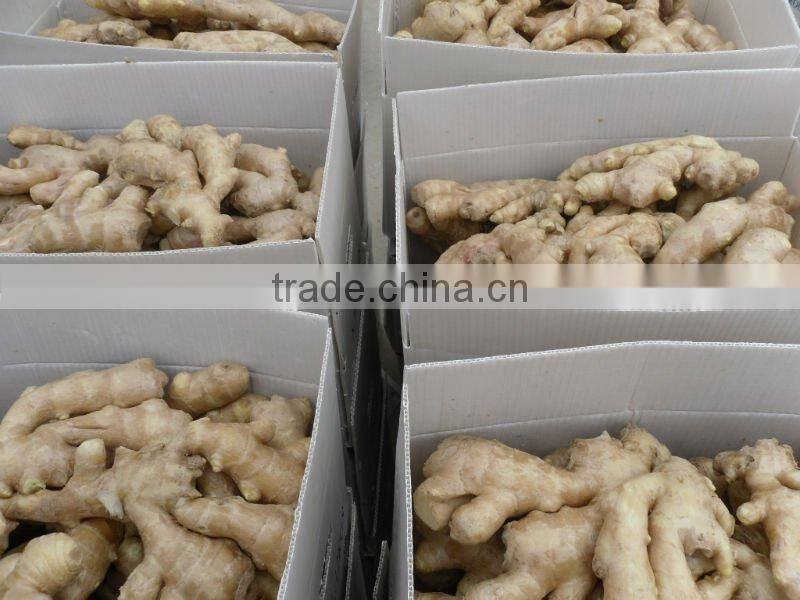 Organic fresh ginger