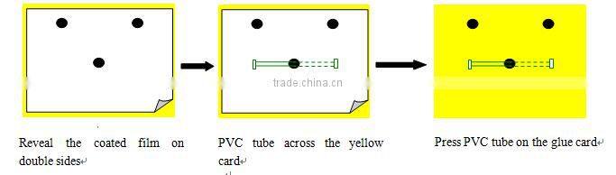 Pheromone lure of Diaphorina citri and trap set