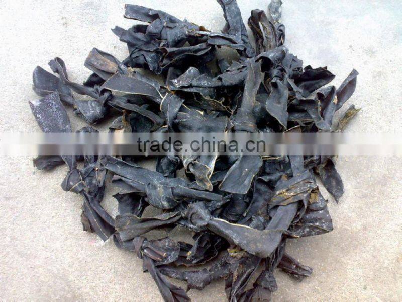 supply Kelp raw material,dried seaweed laminaria,dry algae,dried seaweed,dried sea kelp