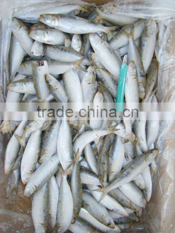 fish canned of frozen sardine