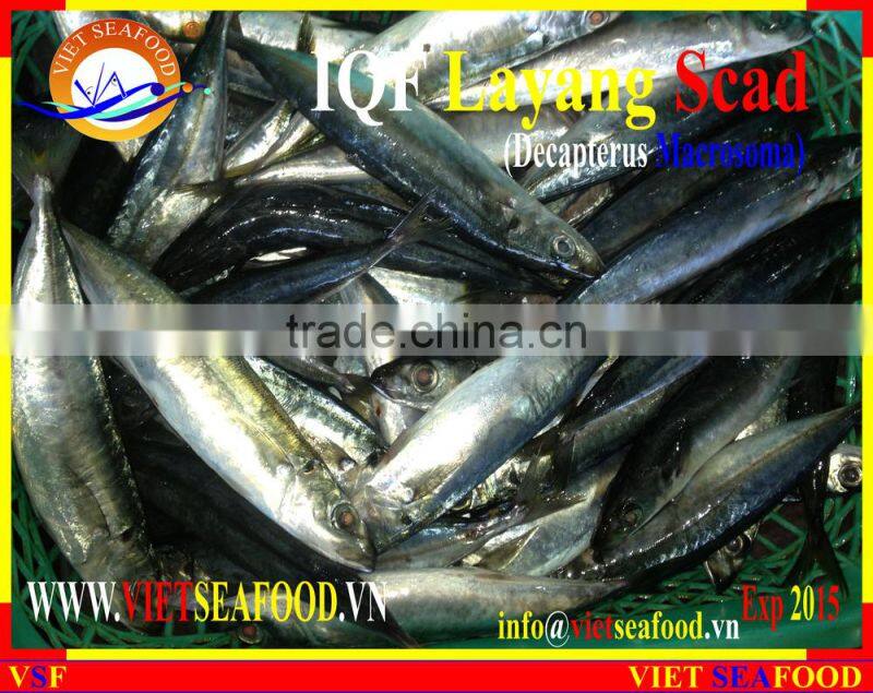 IQF LAYANG SCAD WHOLE ROUND