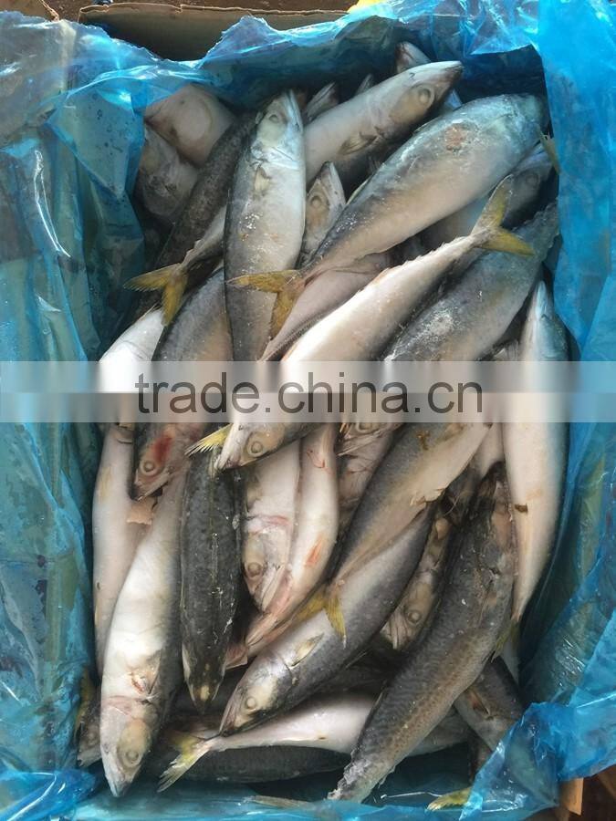 Land frozen fresh BQF size 100-200g pacific mackerel ( scomber japonicus )