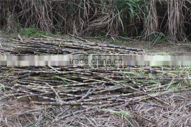 agricultural sugar cane leaf stripper/high productivity 6BCT-5 sugarcane peeling machine