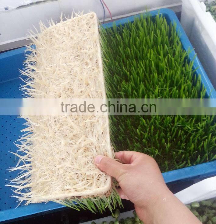 1.Factory price ! 2015new type full automatic hydroponic organic barley sprout machine for sale!