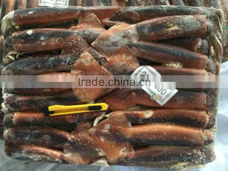 Chinenisis Loligo Squid