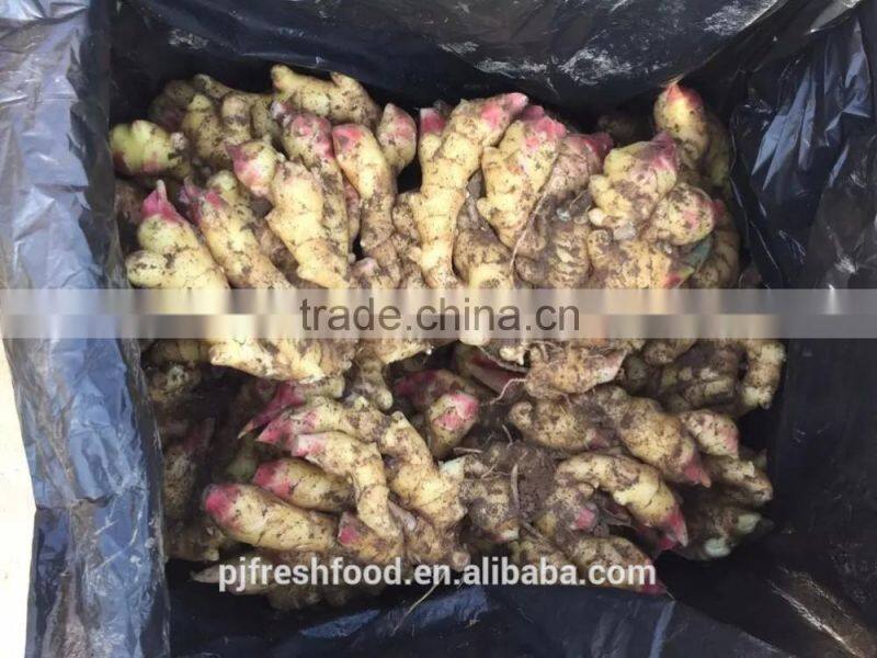 Old Ginger Variety and EXPORT Certification GINGER MATURED 9 MONTHS OLD