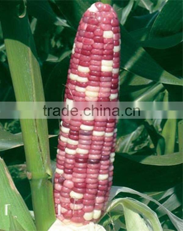 MCO03 Xin early maturity mix waxy corn seeds, hybrid corn seeds for planting
