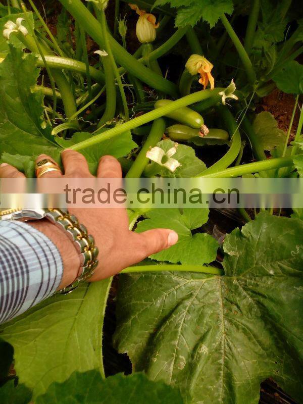 JSQ04 high yield Nick no. 8 planting in zucchini seeds, squash seeds f1