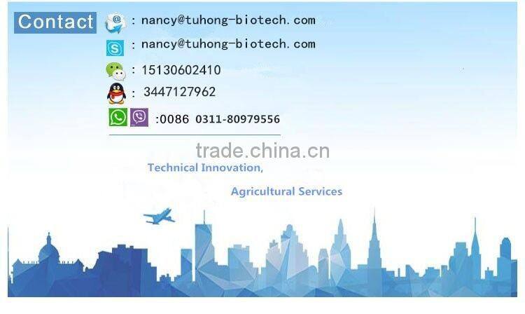 2016 F1 hybrid best tomato seeds red price with high quality