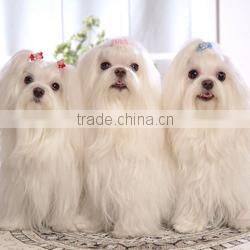 Furry toy looking up lifelike fake animal gorilla