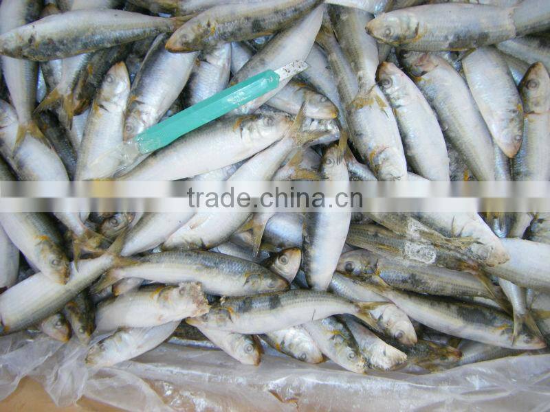 Frozen Wholesale Sardine Fish