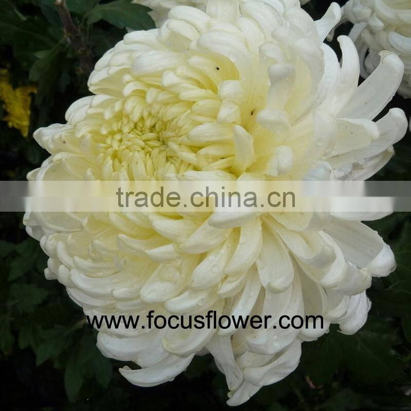 fresh cut flower chrysanthemum Grade A with multi colors from Kunming