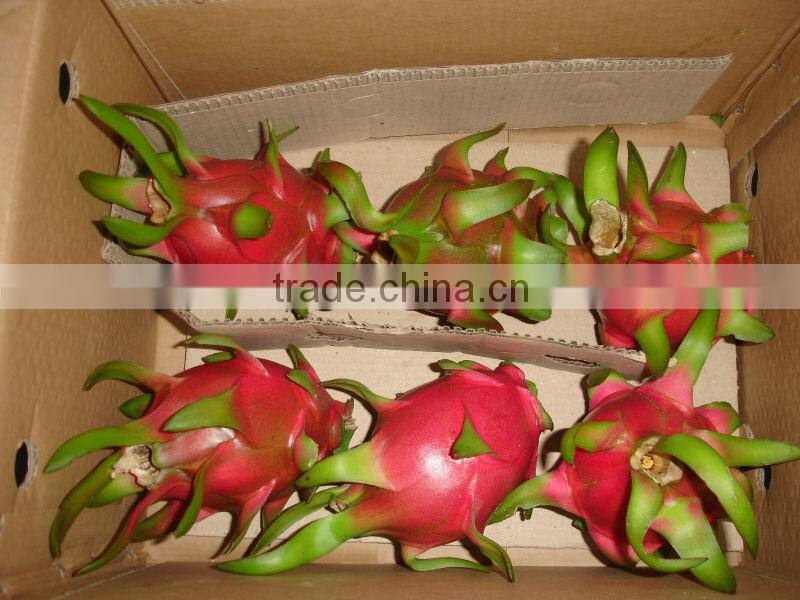 Fresh Dragon Fruit - new crop with premium quality