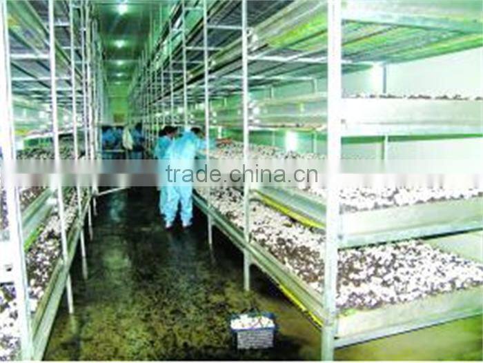 agaricus bisporus/double -spore extract/30%~50% polysaccharide by uv