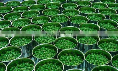 Hot Sell Canned Green Peas