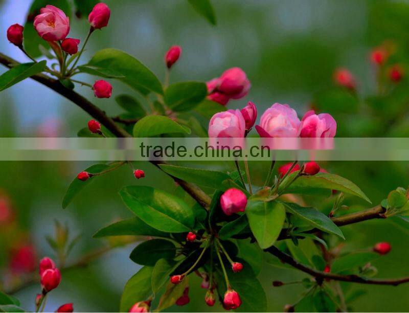 manufacturer for high quality 220g dual side matte color inkjet photo paper with competitive price