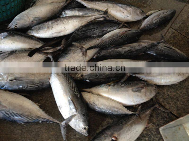 750g+ Frozen Whole Bonito newly caught in China